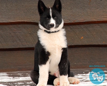 Карельская медвежья собака Karelian Bear Dog