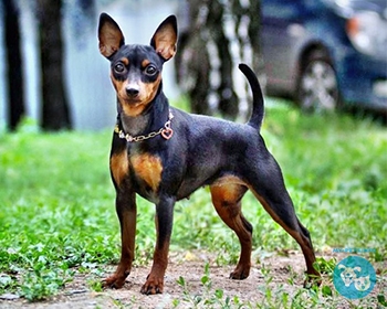 Карликовый пинчер (цвергпинчер) Miniature Pinscher, Zwergpinscher, Min Pin, King of the Toys