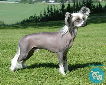 Китайская хохлатая собака Chinese Crested Dog, Crested, Puff