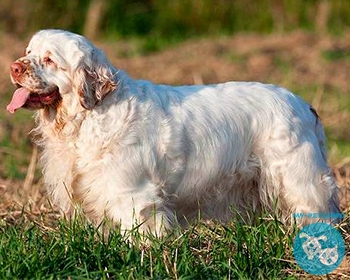 Кламбер спаниель Clumber Spaniel