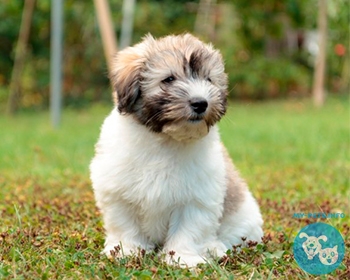 Котон де Тулеар Coton de Tulear