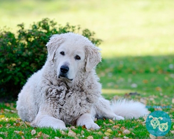 Кувас (Венгерский кувас) Kuvasz, Hungarian Kuvasz