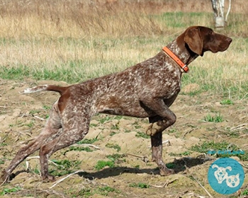 Курцхаар (немецкий короткошерстный пойнтер) German Shorthaired Pointer, Deutsch Kurzhaar, Kurzhaar