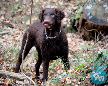 Курчавошерстный ретривер Curly-Coated Retriever, Curly, CCR