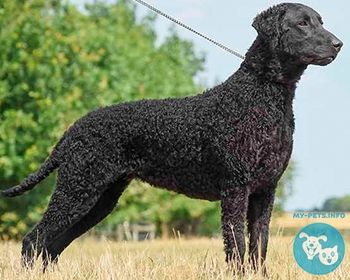 Курчавошерстный ретривер Curly-Coated Retriever