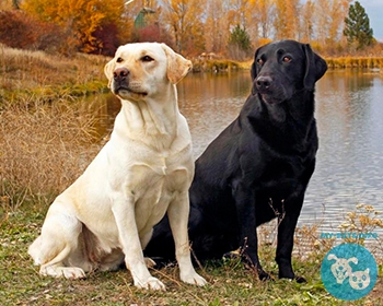 Лабрадор ретривер Labrador Retriever