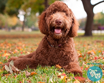 Лабрадудль Labradoodle