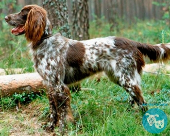 Лангхаар (немецкая длинношерстная легавая) German Longhaired Pointer