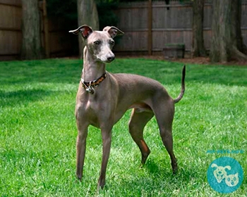 Левретка (итальянский грейхаунд) Italian Greyhound, Petit Levrier Italiane, Piccolo Levriero Italiano, Italienisches Windspiel, Galgo italiano