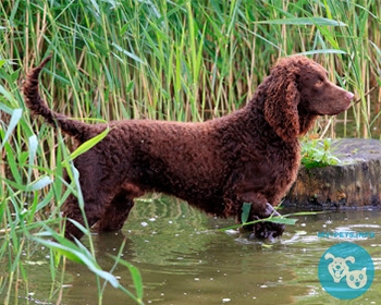 Американский водяной спаниель American Water Spaniel