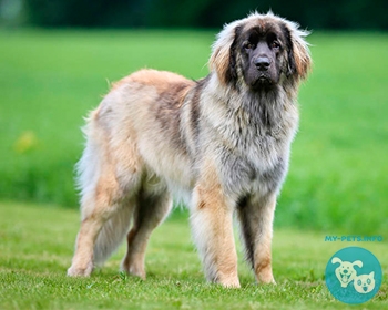 Леонбергер Leonberger