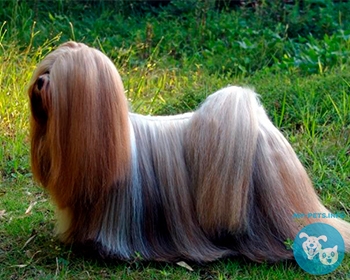 Лхасский апсо (Лхаса Апсо) Lhasa Apso, Lhasa, Tibet Lhasa lion dog, Tibet dog Yabusu