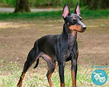 Манчестерский терьер Manchester Terrier