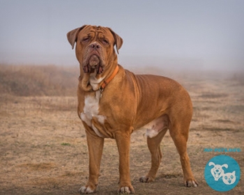 Мастиф Mastiff