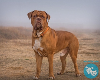 Мастиф Mastiff