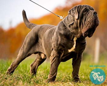 Неаполитанский мастиф (мастино) Neapolitan Mastiff, Italian Bulldog, Italian Mastiff, Mastino Napoletano