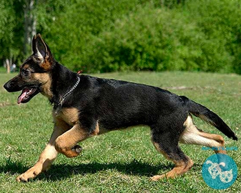 Немецкая овчарка German Shepherd Dog