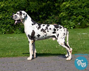 Немецкий дог (датский дог) Great Dane, Grand Danois, Deutsche Dogge