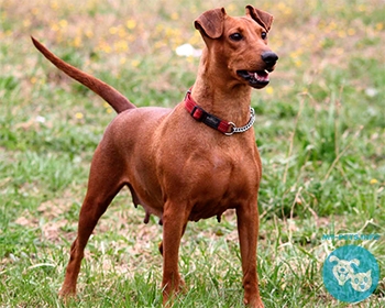 Немецкий пинчер German Pinscher, Deutscher Pinscher