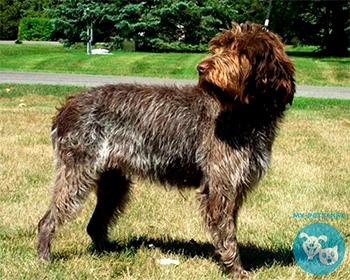 Нивернезский гриффон (нивернейский гриффон) Wirehaired Pointing Griffon, Korthals Griffon