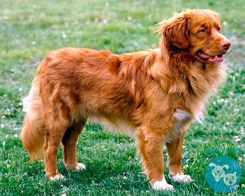 Новошотландский утиный ретривер Nova Scotia Duck Tolling Retriever