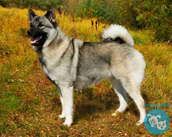 Норвежский элкхаунд Norwegian Elkhound