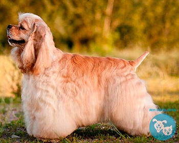 Американский кокер спаниель American Cocker Spaniel, Cocker