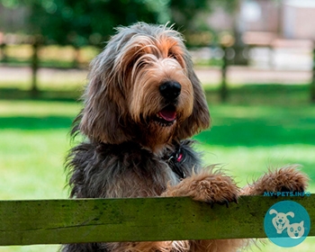 Оттерхаунд (выдровая гончая) Otterhound