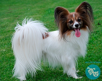 Папийон (папильон) Papillon, Epagneul Nain Continental, Butterfly Dog, Squirrel Dog, Moth Dog