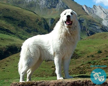 Пиренейская овчарка Great Pyrenees Dog