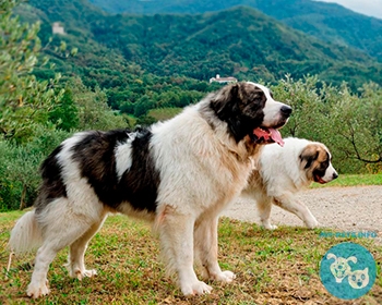 Пиренейский мастиф Pyrenean Mastiff