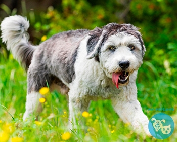 Польская низинная овчарка Polish Lowland Sheepdog, Polski Owczarek Nizinny, Valee Sheepdog, PON, Nizinny, PLS