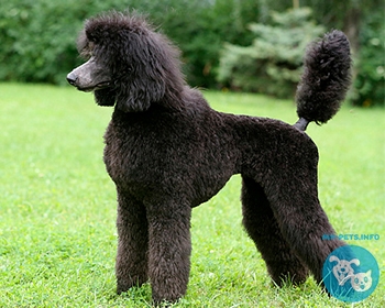 Пудель Poodle, Pudle, Caniche, Barbone