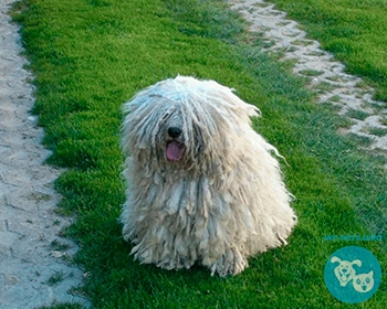 Пули (венгерская водяная собака) Puli, Hungarian Puli, Pulik