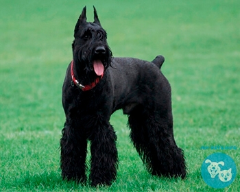 Ризеншнауцер Riesenschnauzer, Giant Schnauzer, Russian Bear Schnauzer