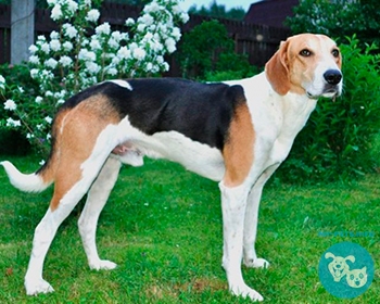 Русская гончая Russian Piebald Hound