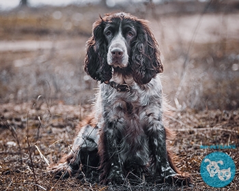 Русский охотничий спаниель Russian Spaniel