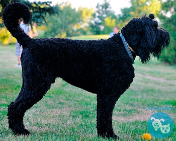 Русский черный терьер Black Russian Terrier