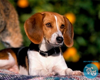 Американский фоксхаунд American Foxhound