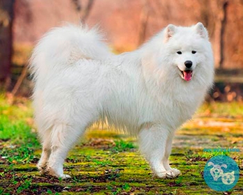 Самоед (самоедская лайка) Samoyed, Bjelkier, Samoiedskaya Sobaka, Nenetskaya Laika, Smiley