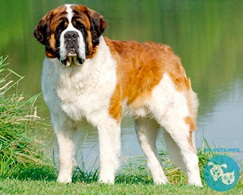 Сенбернар St. Bernard, St. Bernhardshund, Bernhardiner, Saint, Saint Bernard