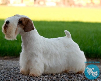 Силихем-терьер Sealyham Terrier, Welsh Border Terrier, Cowley Terrier