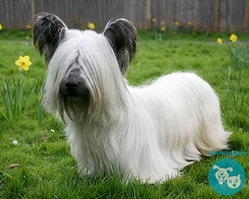 Скай терьер Skye Terrier, Scottish Terrier, Skye Terrier Hybrid Dogs