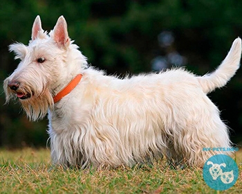 Скотч-терьер (шотландский терьер) Scottish Terrier, Scottie, Aberdeenie