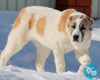 Среднеазиатская овчарка (алабай) САО, Central Asia Shepherd Dog, Aziat, Sredneasiatskaia Ovtcharka