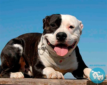 Стаффордширский бультерьер Staffordshire Bull Terrier, Staffy, Staff, SBT, Stafford, Staffy Bull, Staffross