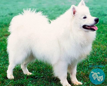 Американский эскимосский шпиц (Американская эскимосская собака) American Eskimo Dog, Eskie