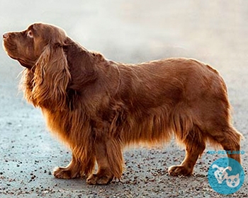 Суссекс-спаниель Sussex Spaniel, Sussex