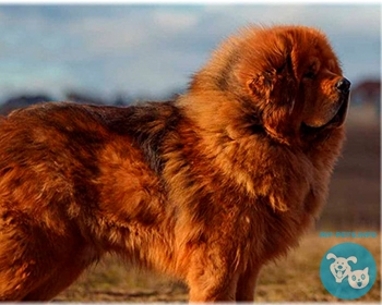 Тибетский мастиф Tibetan Mastiff, Do-Khyi, Tsang-khyi, Zang Ao