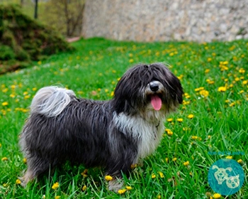 Тибетский терьер Tibetan Terrier